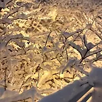 Of Aurora Fields * Rovaniemi